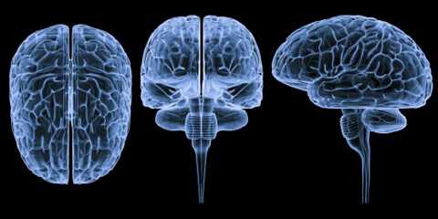 Curious Case of the Corpus Callosum: Are the Left & Right Brain Independently Conscious? Brain-science