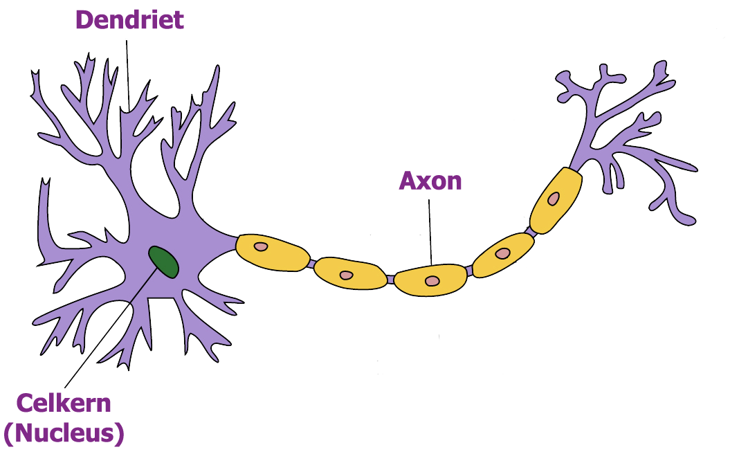 Neuron anatomie